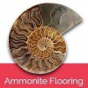 Ammonite