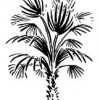 Architectural Plants