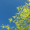 Benton Scott-Simmons Landscape Architects