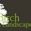 Birch Landscapes