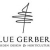 Bluegerbera, Just Grass