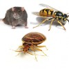 Wasp Control Warrington