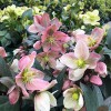 Collyer's Garden Centre & Nurseries