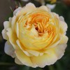 Country Garden Plant Centre & Tearoom