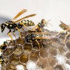 DCM Wasp Nest Removal