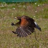 The Devon Bird Of Prey Centre