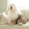 Dulux Decorator Centre