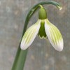 Edulis Nursery