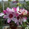 Hillview Hardy Plants