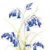 Jonathan Todd Garden Design