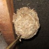 Wasp Nest Removal Kent