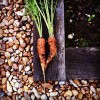 Le Petit Jardin