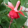 Little Brook Fuchsias