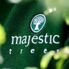 Majestic Trees