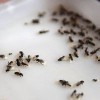 Manchester Exterminators Pest Control