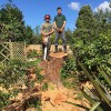 M & J Tree Specialists