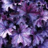 Newent Plant Centre