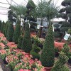 Palmers Plant Nursery