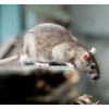 Pest Control Bournemouth