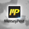 Merseypest