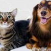 Pet Moves