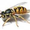 Reliance Pest Management