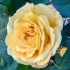 Dorothy Nan Hooper