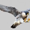 Wingbeat Bird Control Services