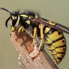 Surrey Hills Wasp Nest Removal