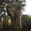Tolleshunt Tree Care