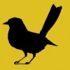 Urban Blackbird