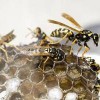 Brighton Wasp Nest Removal Services