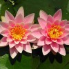 Water Garden Plants