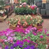 Ashwood Garden Centre