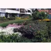 Green Flat Roofs