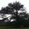 Andy Gardner Tree Care