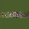 Pest Control Cardiff