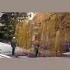Horsham Tree Surgeons