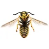 Wasp Nest Removal Leeds