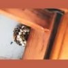 Central Wasp Control