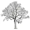 Clear Cut Trees