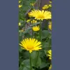Cottage Garden Services