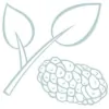 White Mulberry