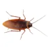 ML Pest Control & Countryside Services