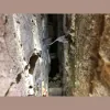 Coastal Wall Ties