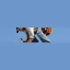 C S J Freeman & Son