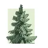Green Spruce