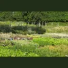 Swann's Nursery
