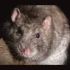 RAS Pest Control