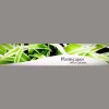 Plantscapes-Office Plants